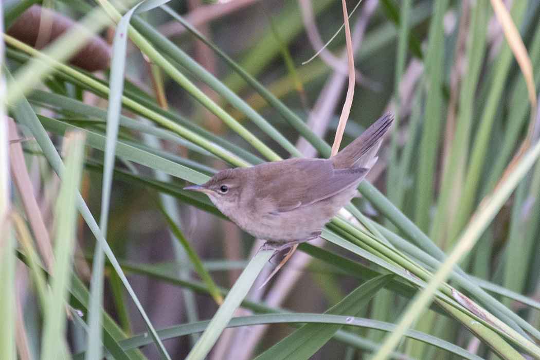 Savi's Warbler